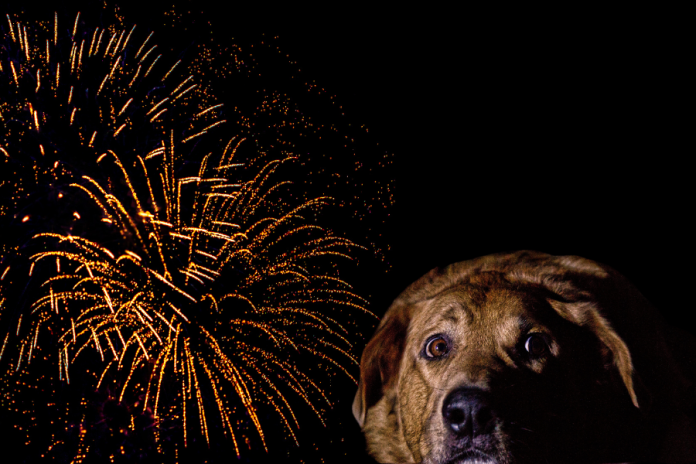 Fireworks & Dogs