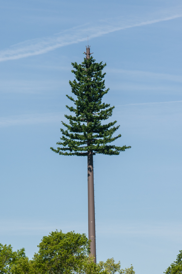 Cell tower dressed as pine tree