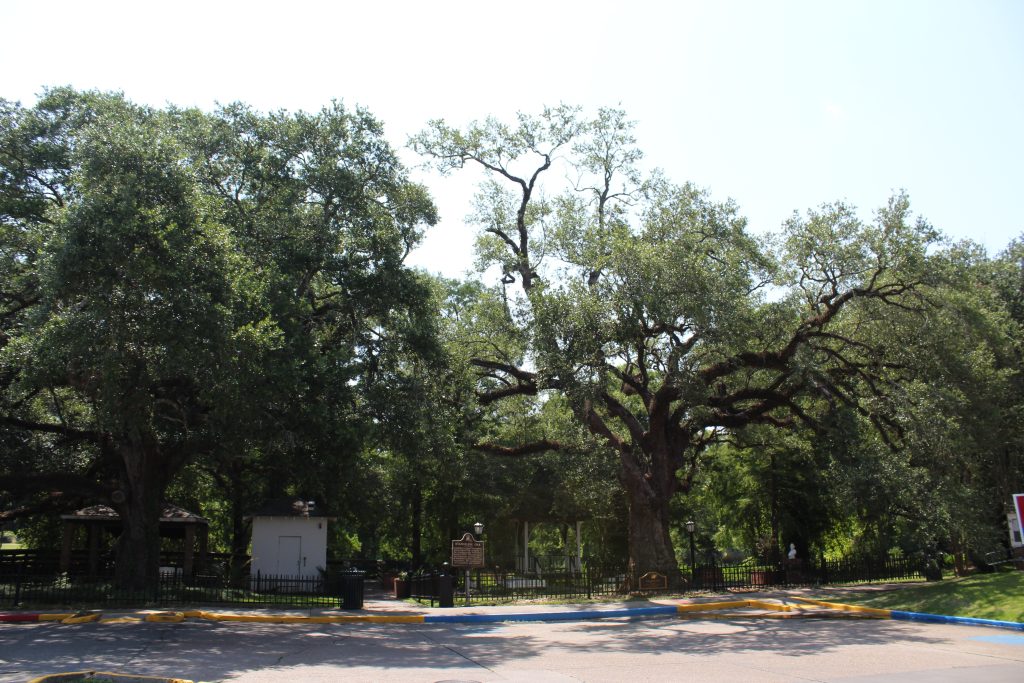 Evangeline Oaks Park