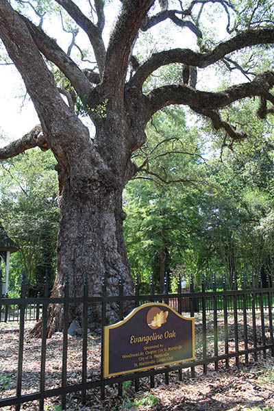 Evangeline Oak