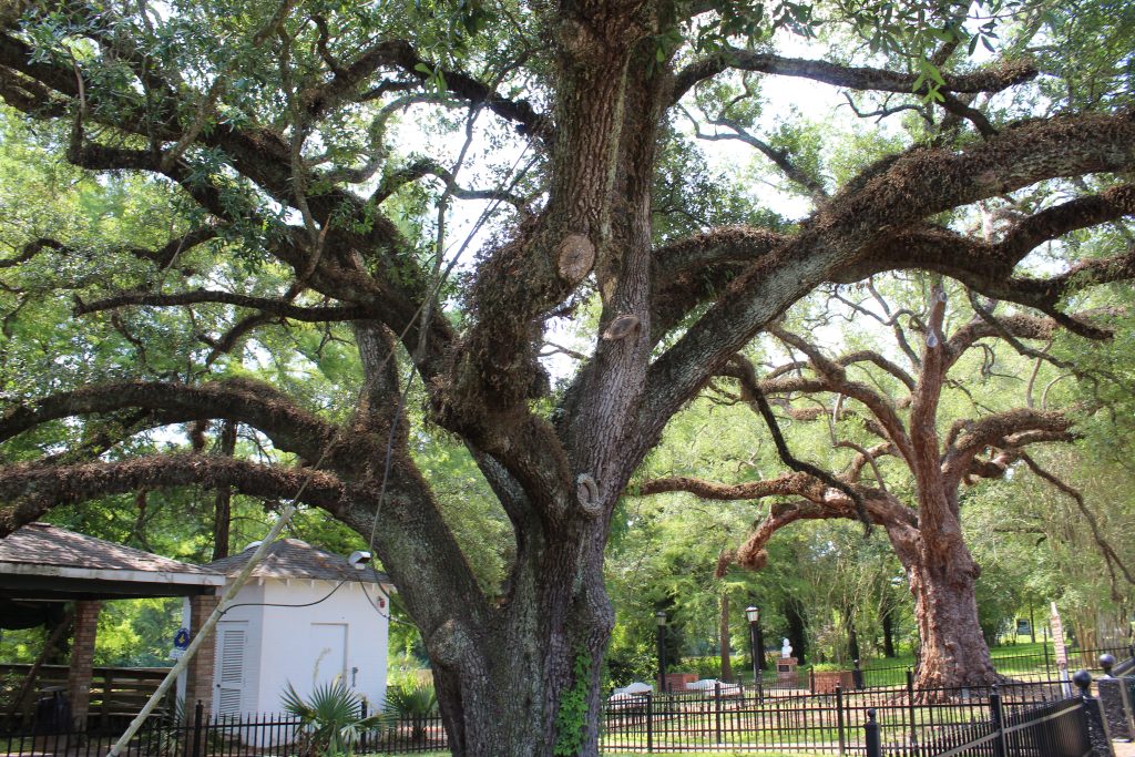 Belle Marie Oak