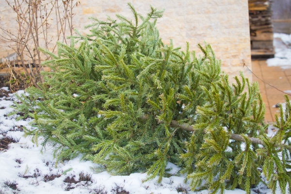Christmas Tree Disposal