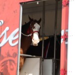 Budweiser Clydesdales In Youngsville, Louisiana