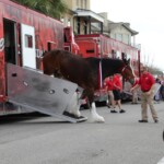 Budweiser Clydesdales In Youngsville, Louisiana