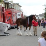 Budweiser Clydesdales In Youngsville, Louisiana