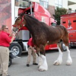 Budweiser Clydesdales In Youngsville, Louisiana