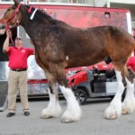 Budweiser Clydesdales In Youngsville, Louisiana