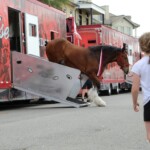 Budweiser Clydesdales In Youngsville, Louisiana