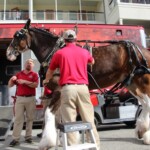 Budweiser Clydesdales In Youngsville, Louisiana