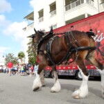 Budweiser Clydesdales In Youngsville, Louisiana