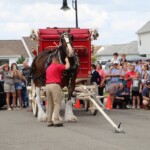 Budweiser Clydesdales In Youngsville, Louisiana