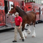 Budweiser Clydesdales In Youngsville, Louisiana