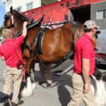 Budweiser Clydesdales In Youngsville, Louisiana