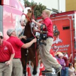 Budweiser Clydesdales In Youngsville, Louisiana