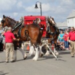 Budweiser Clydesdales In Youngsville, Louisiana