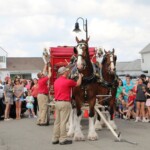 Budweiser Clydesdales In Youngsville, Louisiana
