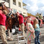 Budweiser Clydesdales In Youngsville, Louisiana