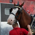 Budweiser Clydesdales In Youngsville, Louisiana