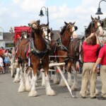 Budweiser Clydesdales In Youngsville, Louisiana