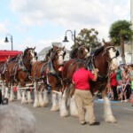 Budweiser Clydesdales In Youngsville, Louisiana