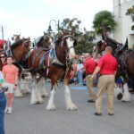 Budweiser Clydesdales In Youngsville, Louisiana