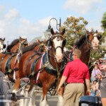 Budweiser Clydesdales In Youngsville, Louisiana