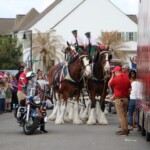 Budweiser Clydesdales In Youngsville, Louisiana