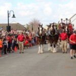 Budweiser Clydesdales In Youngsville, Louisiana