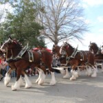 Budweiser Clydesdales In Youngsville, Louisiana