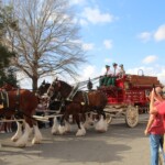 Photo credit: Larry Cox Budweiser Clydesdales In Youngsville, Louisiana