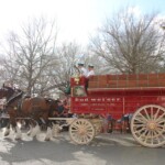 Budweiser Clydesdales In Youngsville, Louisiana