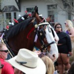 Budweiser Clydesdales In Youngsville, Louisiana